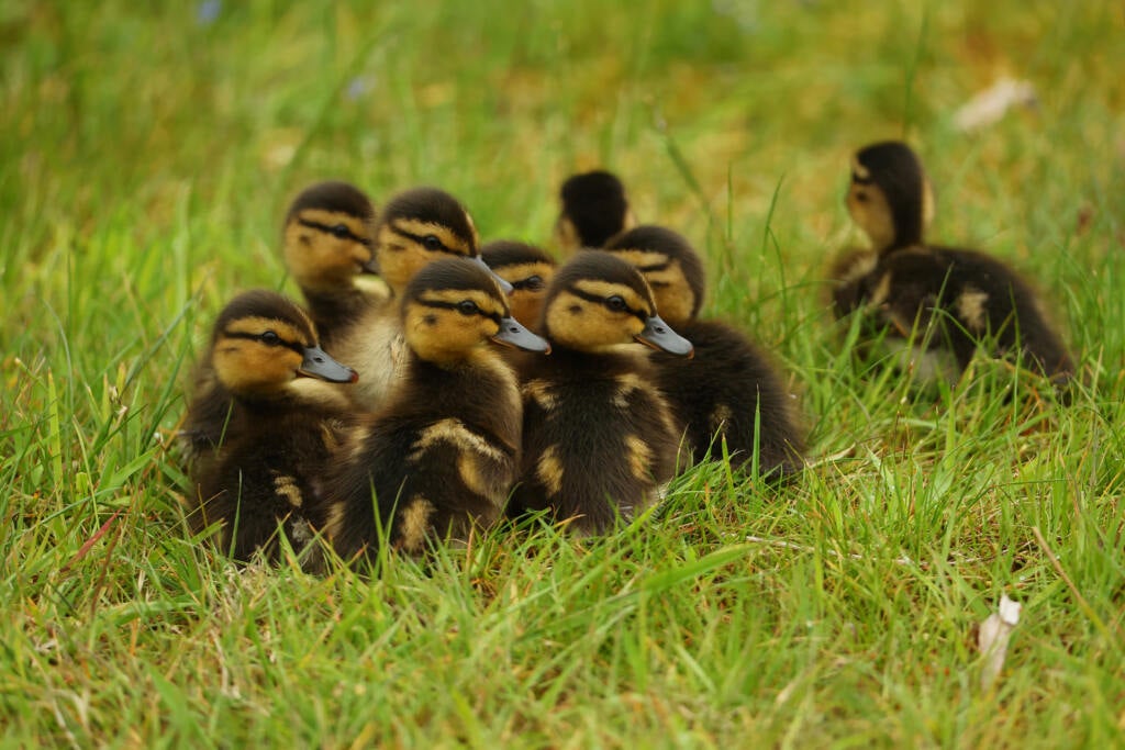 Police Officer Saves 15 Baby Ducks Stuck In Storm Drain