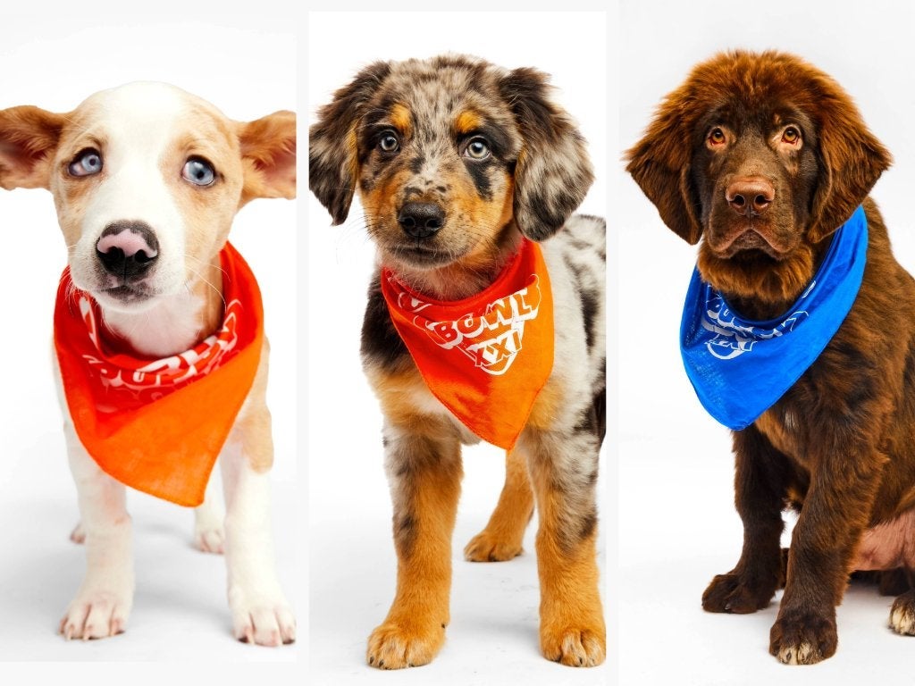 142 Dogs Ready to Play in Annual Puppy Bowl