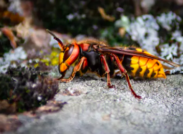 "Murder Hornets" Spotted For The First Time In The US!