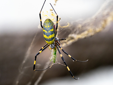 Giant 'parachuting' Joro spiders: 11 facts about these scary