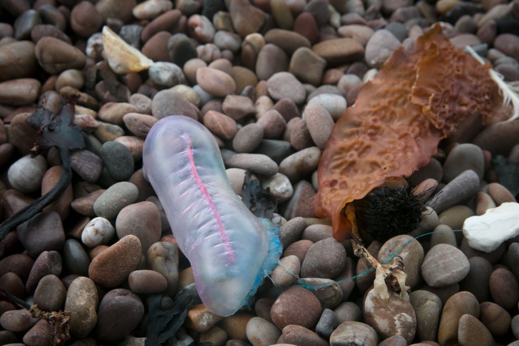 Storm Ophelia Washes Up Portuguese Man o' War Jellyfish On The Shore At Sidmouth