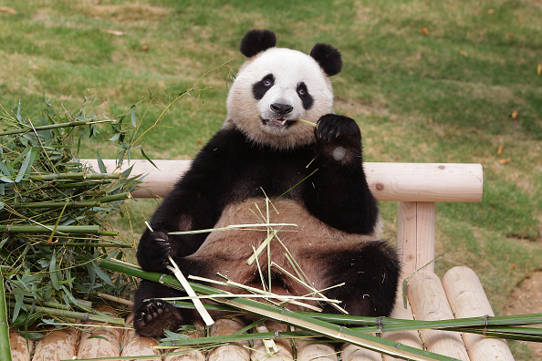 Giant chinese panda Ai Bao eats bamboo at Everland amusement park