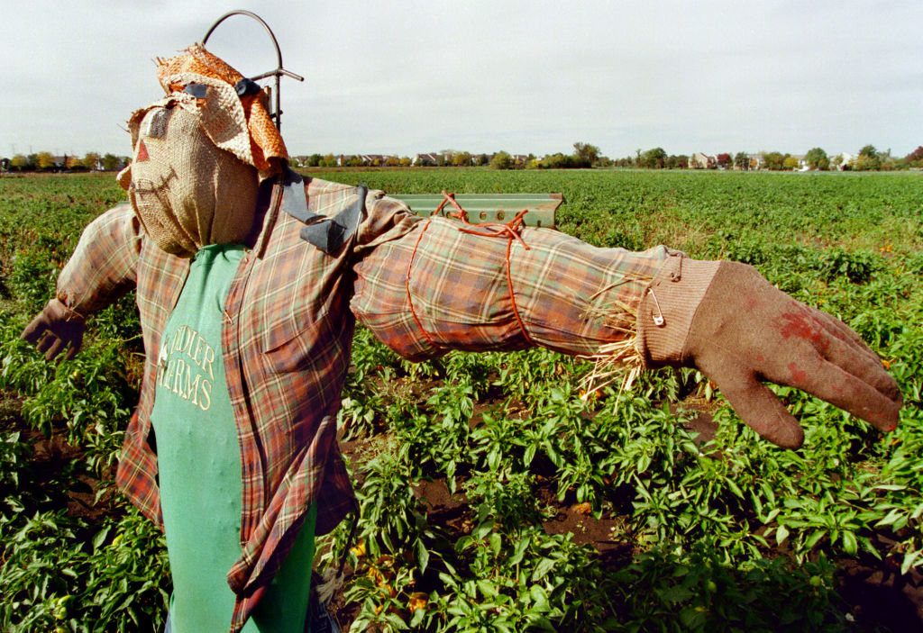 A scarecrow works the fields October 