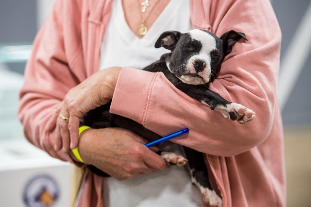 A tiny black and white puppy with floppy ears is being cradled in the arms of someone wearing a white t-shirt and pink button down shirt. 