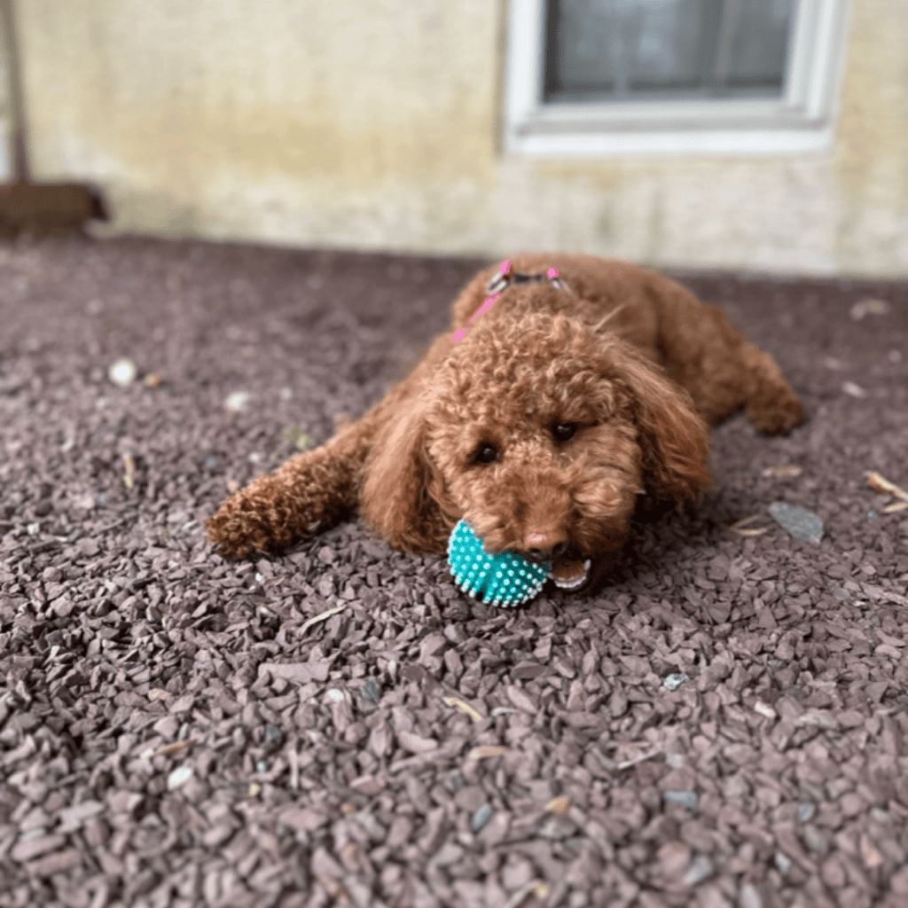 fluffy brown dog with a ball in her mouth -Keeping Your Dog Safe and Happy This Autumn: 